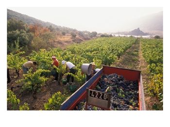 Picking Grapes, Languedoc, France